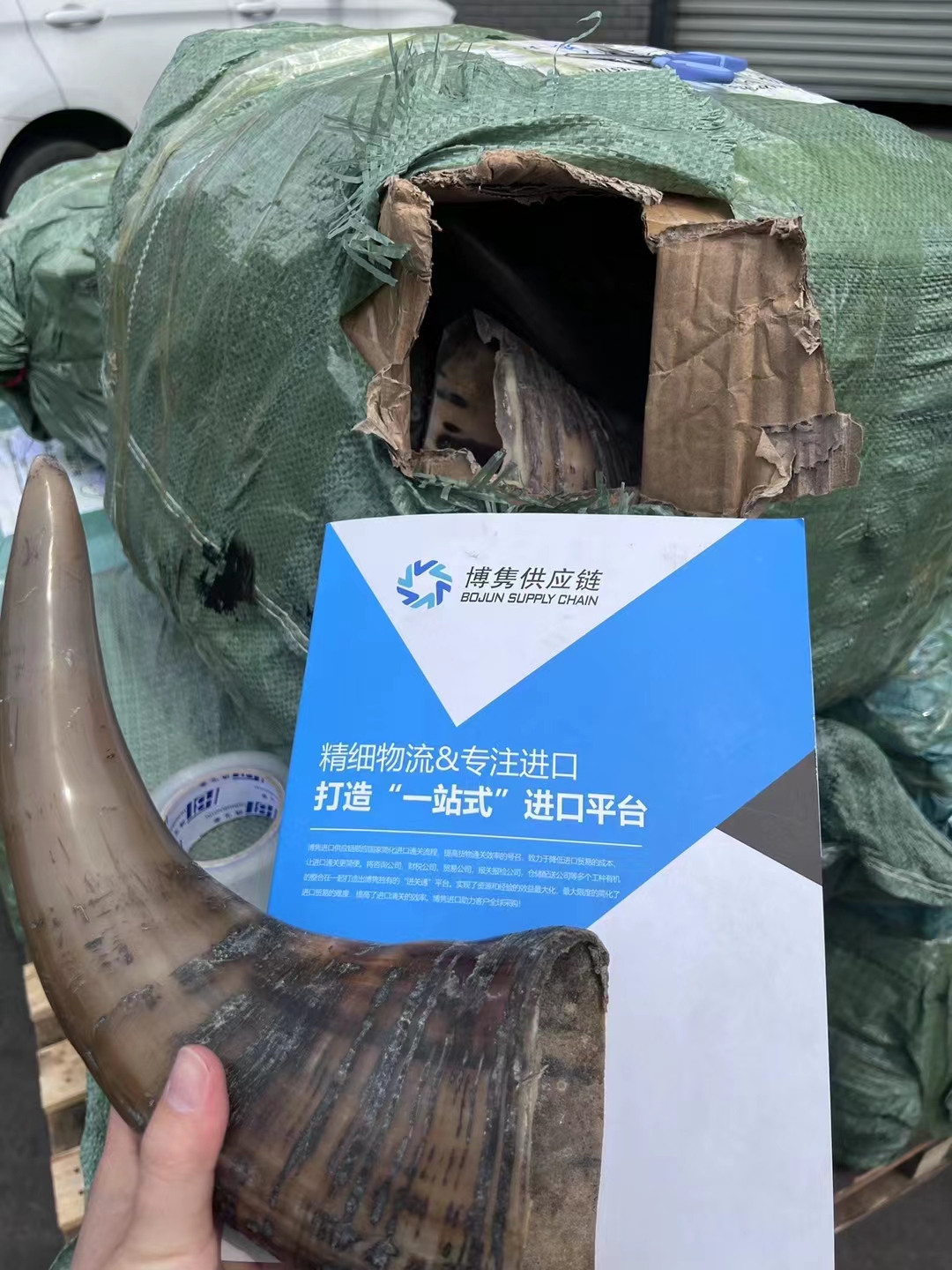 牛角进口报关清关步骤上海牛角进口清关公司