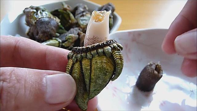 藤壶/龟足 海鲜进口清关报关代理进口资质