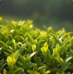 [清关指南]茶叶进口报关流程及证明许可文件 
