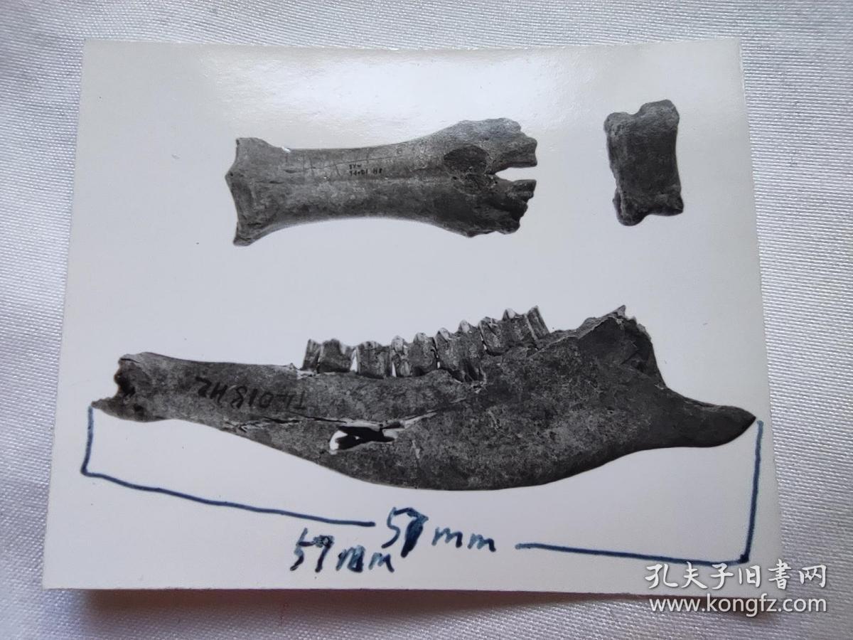 北京机场进口古生物化石清关代理公司