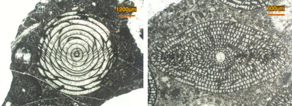   北京机场古生物化石清关代理流程