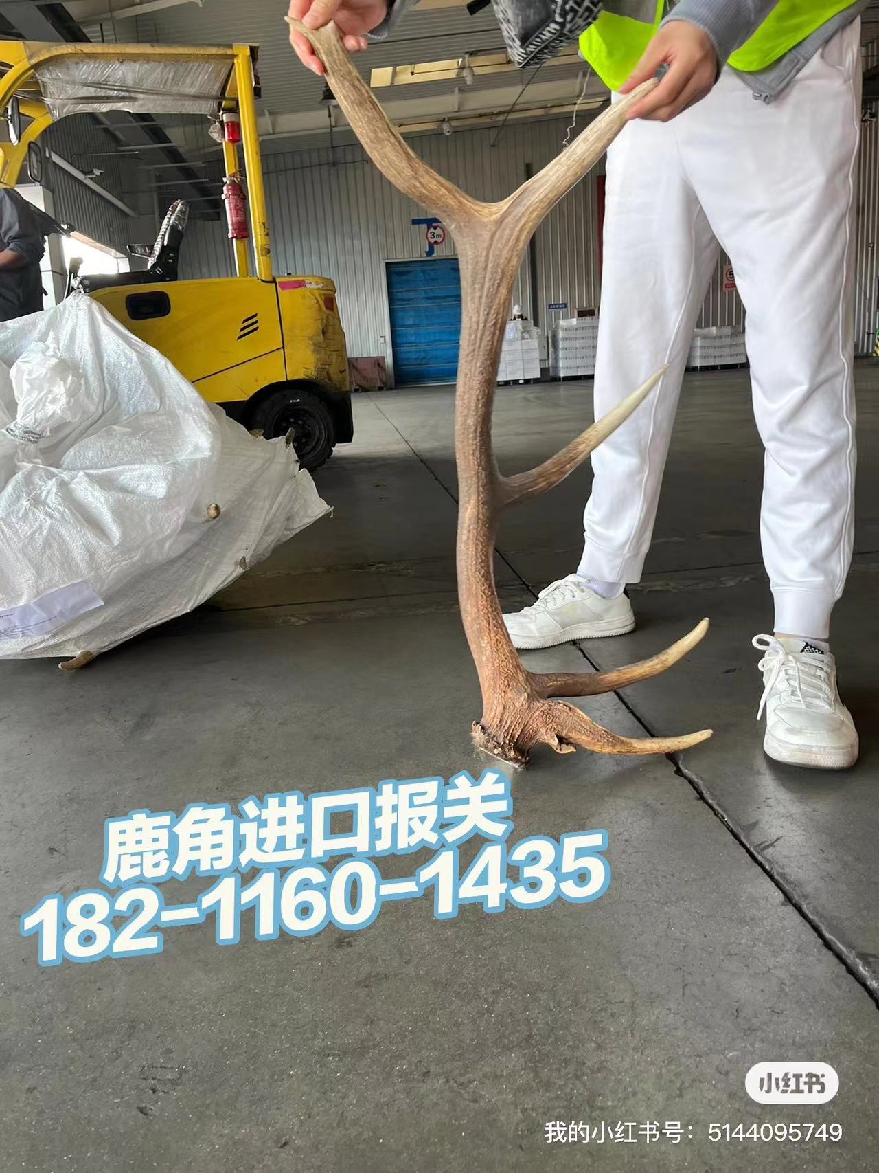 鹿角进口清关指南